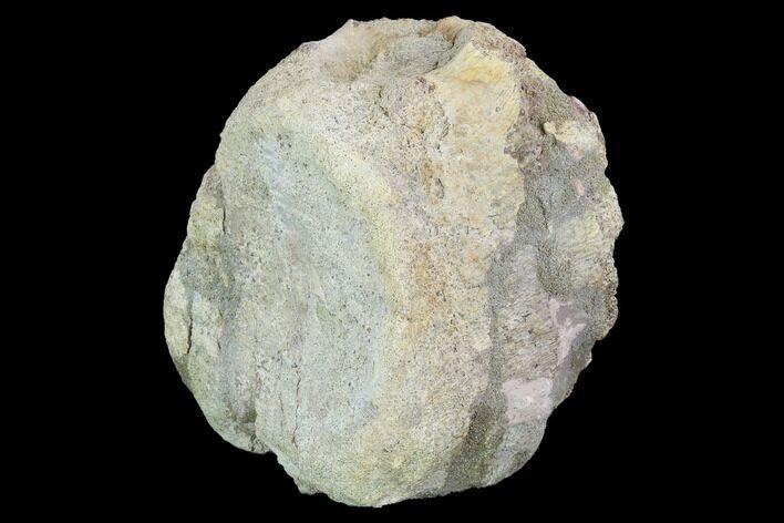 Edmontosaurus (Hadrosaur) Vertebra - Montana #100904